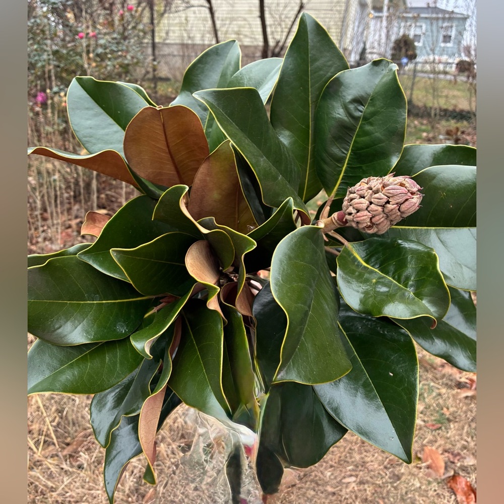 🌳 Fresh Fragrant Magnolia Bunch